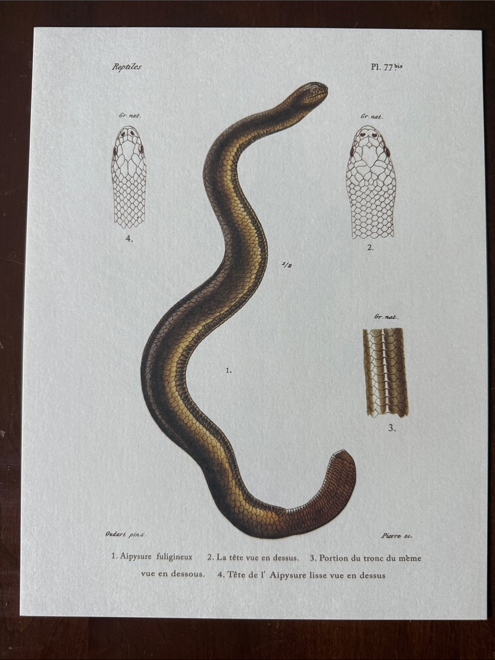 Scientific Illustration: Aipysurus fuliginosus / Olive Sea Snake
